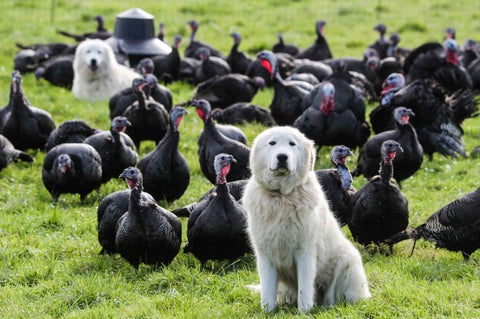 Organic Pasture-Raised Turkey